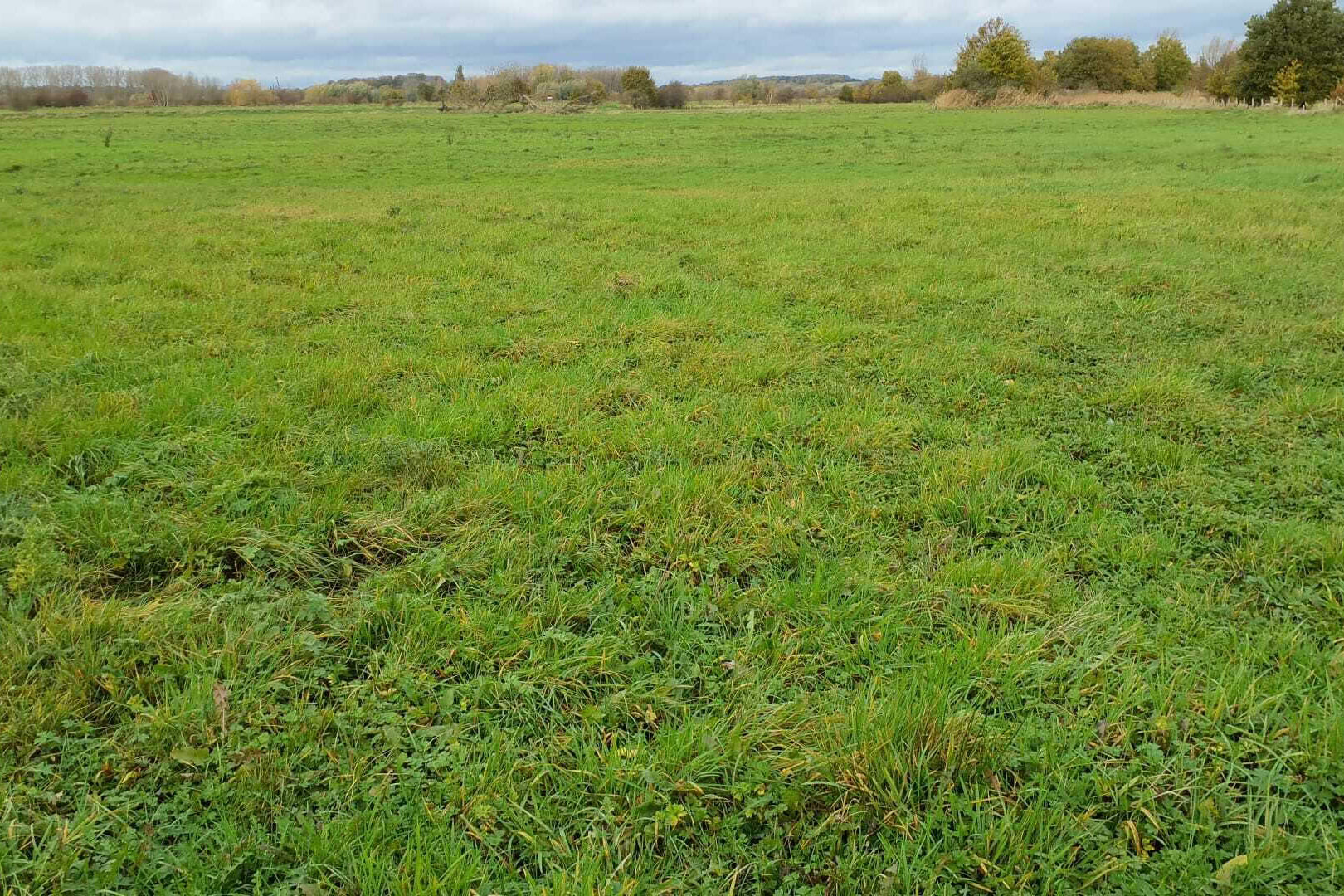 1 grasveld IMG 20221117 WA0007