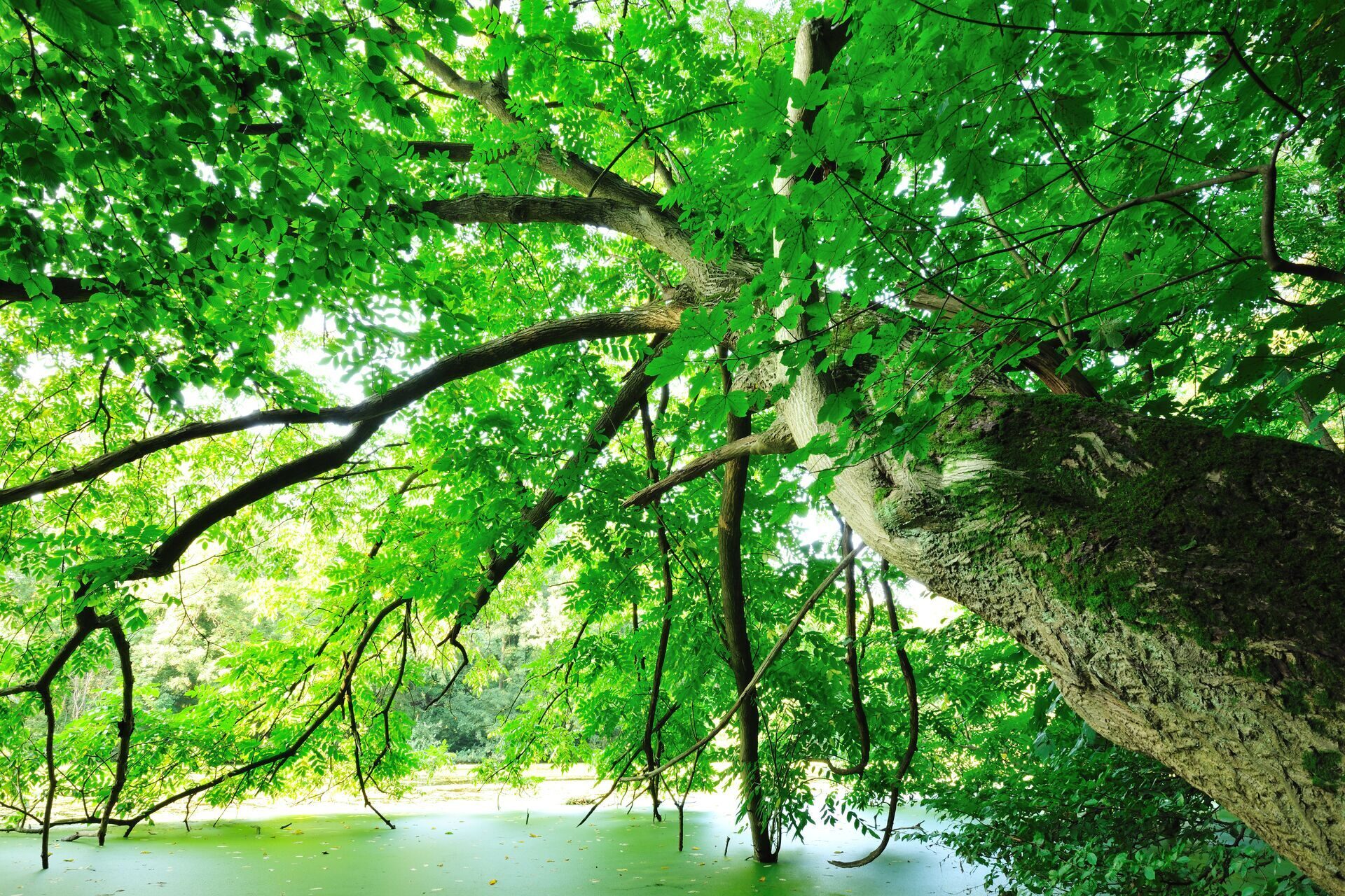 1920px boomkruin Zonienwoud Yves Adams Vilda