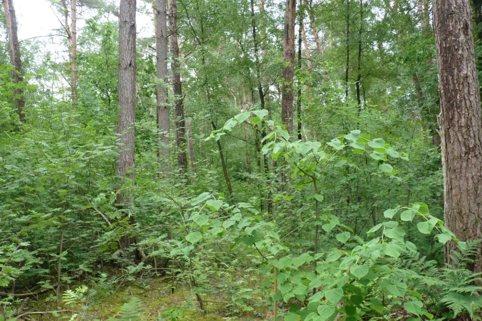 Schermafbeelding 2026 08 04 om 12 2e16d0ba fill 1600x860