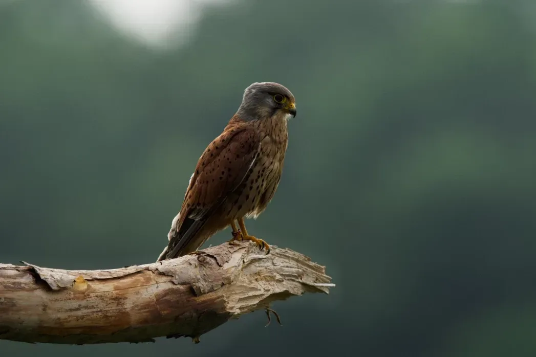 Op avontuur in onze natuur we beseffen te weinig hoe mooi onze natuur kan zijn