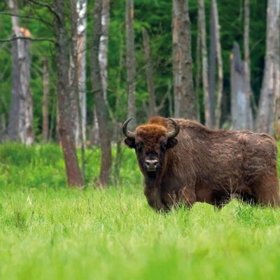 Wisent c Adobe Stock 140757959 RGB