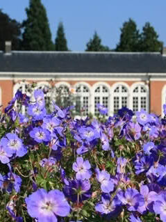 Geraniumgerwat1dirkchevalier 18120906342 o