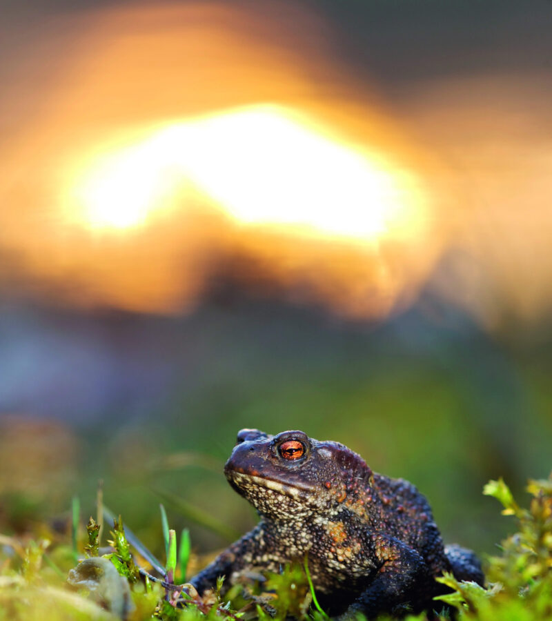 5 schaduwrijk plekje gewone pad Bert Willaert Vilda