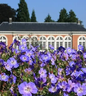 Geraniumgerwat1dirkchevalier 18120906342 o