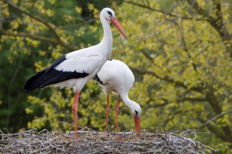 Zwin Natuur Park Ooievaars Provincie West Vlaanderen