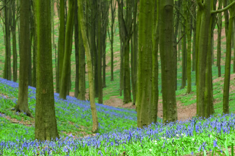 Kluisbos c Ludo Goosens