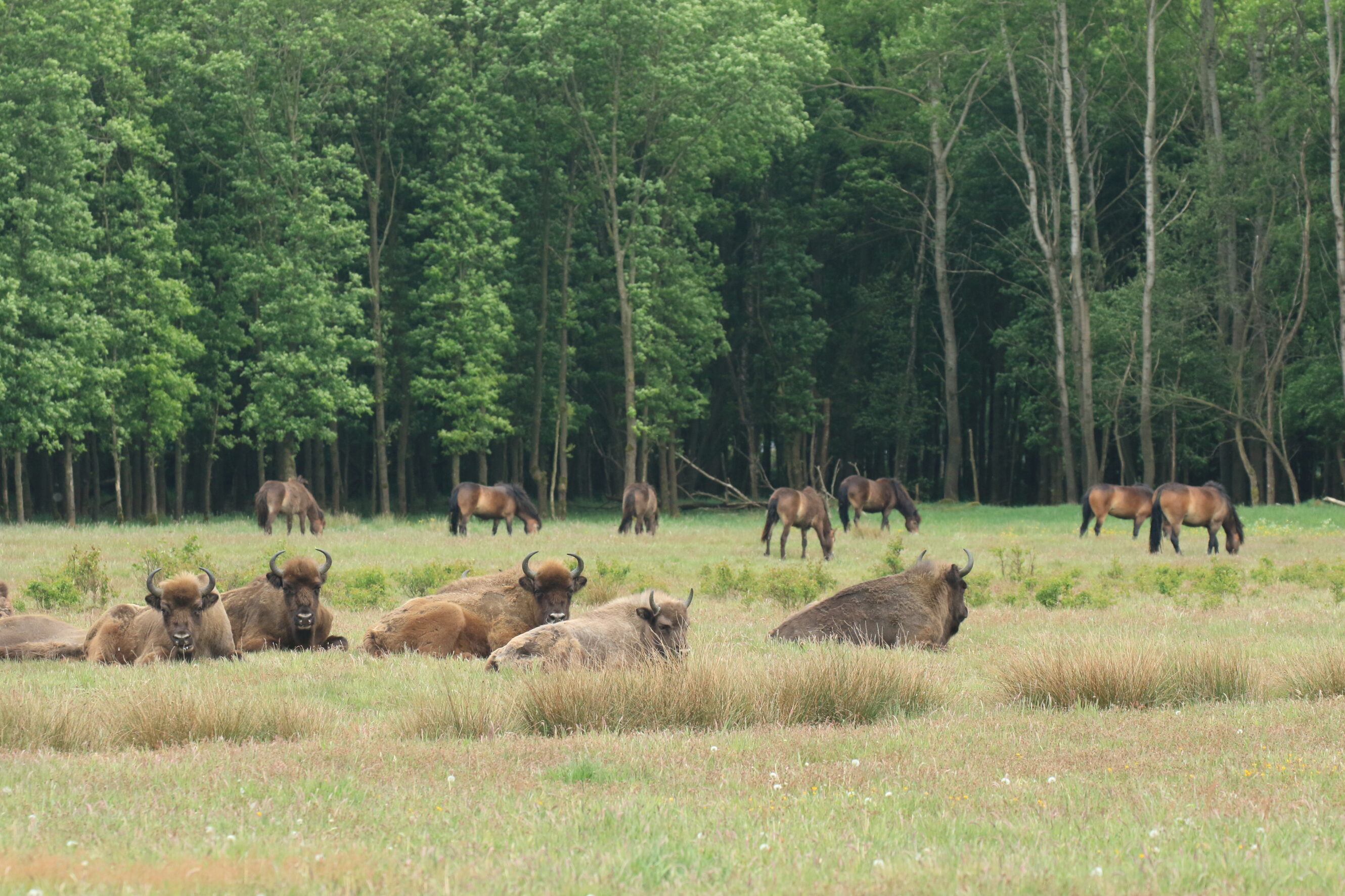 Fig 8 1 Maashorst 2016 05 16 0165 wisent en exmoorpony LL