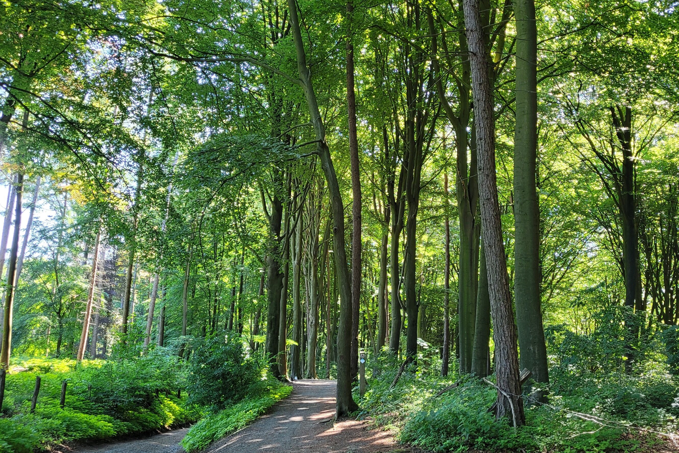 Kluisbos 4