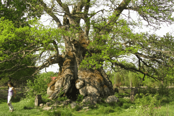 Veteraanbomen