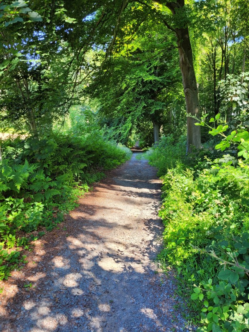 Kluisbos 1